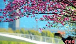 烟花三月在线观看,浪漫时光在线绽放